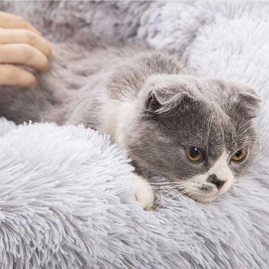 katzenbett, wolke 7 katzenbett , katzenkörbchen, kuscheliges katzenbett , katzensofa , betten für katzen, kuschelbett katze, katzenbett heizung​, fressnapf katzenbett​, kuschelbett katze wolke 7,  katzenbett wolke 7 erfahrungen, orthopädisches katzenbett, katzenbett heizung, katzenbett wolke 7 erfahrungen, katzenbett wolke 7 amazon
