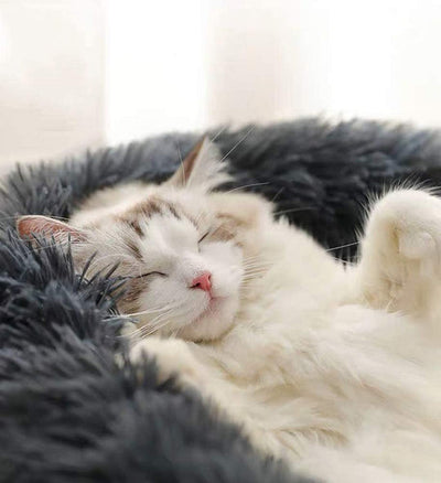 katzenbett, wolke 7 katzenbett , katzenkörbchen, kuscheliges katzenbett , katzensofa , betten für katzen, kuschelbett katze