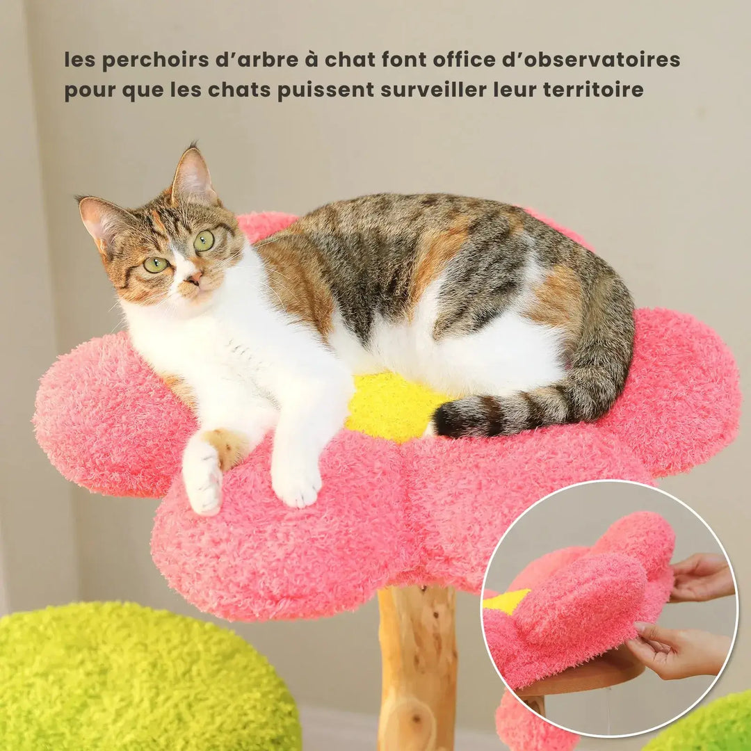 katzenbaum
